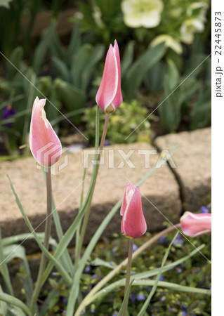 ミニチューリップ　レディジェーン 22445873