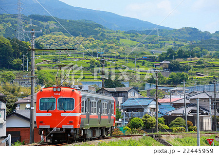 茶畑を背景に 22445959