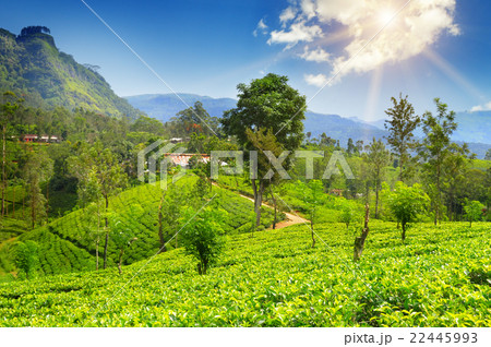 tea plantation on the picturesque hills 22445993
