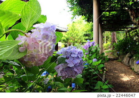 アジサイ アジサイ 22446047