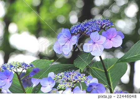 アジサイ アジサイ 22446048