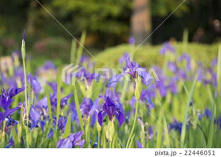 かきつばた 22446051