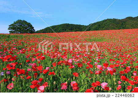 彩の国ふれあい牧場のポピー 22446062