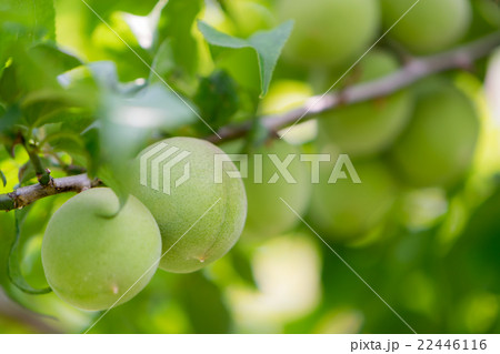 南高梅　左　背景鈴生りの南高梅 22446116