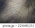 【テクスチャ】木の断面 【テクスチャ】木の断面 22446131