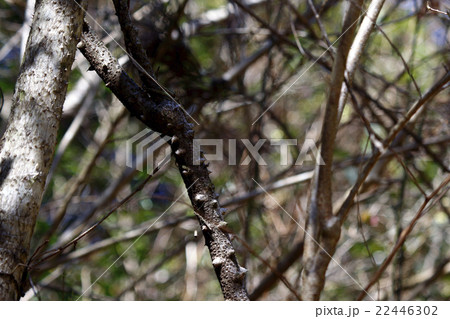 ジャケツイバラ(蛇結茨) 22446302