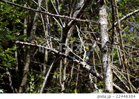 ジャケツイバラ(蛇結茨) ジャケツイバラ(蛇結茨) 22446304