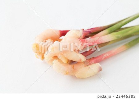 葉しょうが 22446385