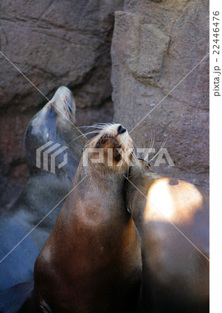 Sea lion.. 22446476