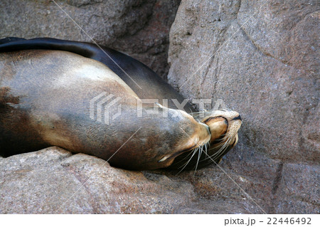 Sea lion.. 22446492