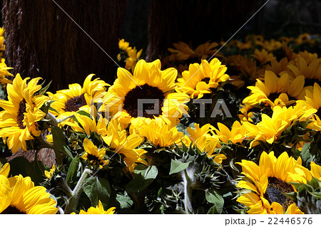 Bellagio, Las Vegas, USA 22446576