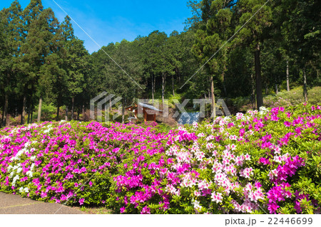 三室戸寺のツツジ 22446699
