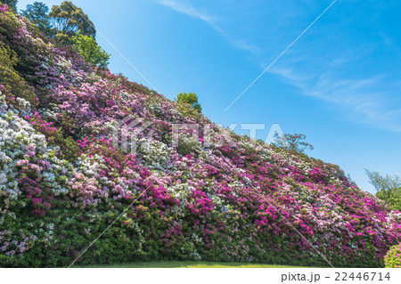 三室戸寺のツツジ 22446714