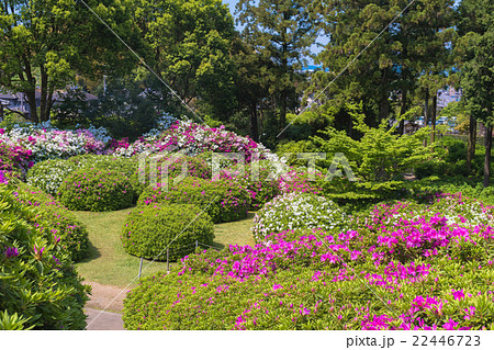 三室戸寺のツツジ 22446723