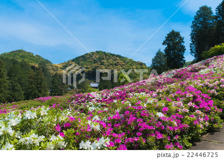 三室戸寺のツツジ 22446725