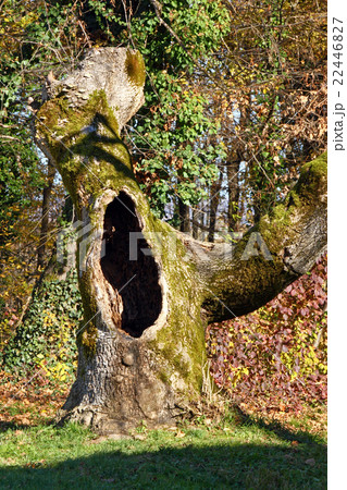 Tree hollow 22446827