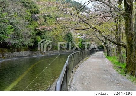 山科疎水 山科疎水 22447190