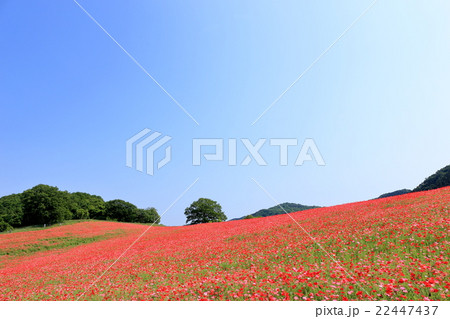 秩父高原牧場のポピーの写真素材 秩父高原牧場のポピーの写真素材
