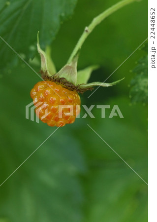 自然 植物 カジイチゴ オレンジ色の艶々の実 四月初めに花が咲いて五月半ばには食べられますの写真素材