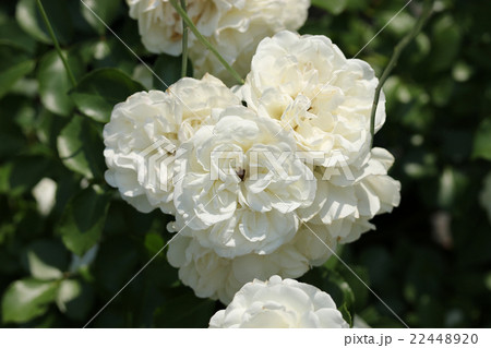 バラ/ホワイト・メイディランド バラ/ホワイト・メイディランド 22448920