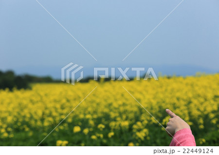 菜の花 鳥海高原 女性 指を指す 菜の花 鳥海高原 女性 指を指す 22449124