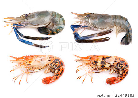 Giant freshwater prawn, Fresh shrimp 22449183