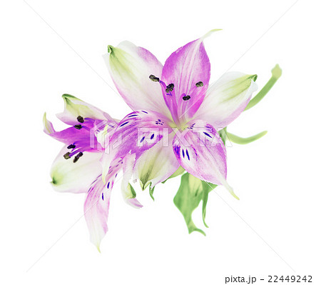 Magenta Alstroemeria flowers 22449242