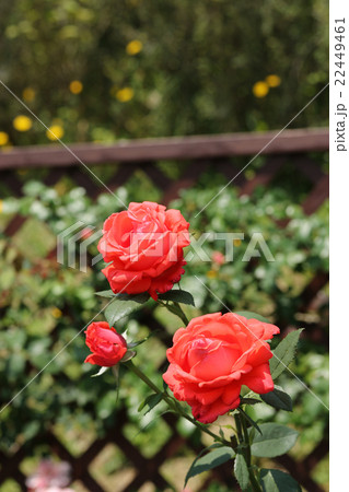 バラ／ローラ 22449461