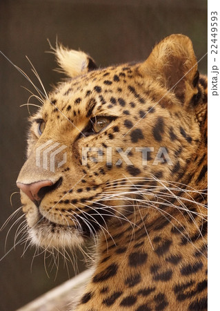 アムールヒョウ 22449593