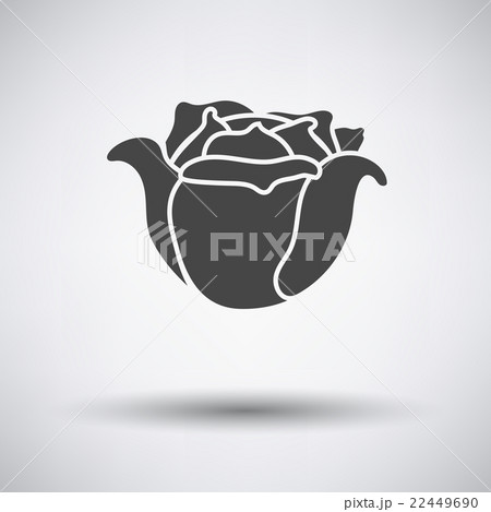 Cabbage icon on gray background 22449690