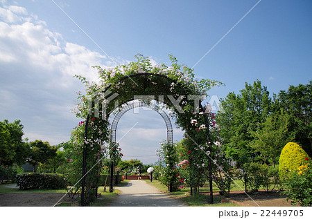 玉村町北部公園のばら 玉村町北部公園のばら 22449705