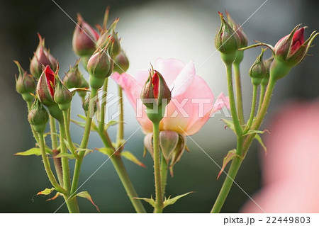 可愛いバラの蕾の写真素材