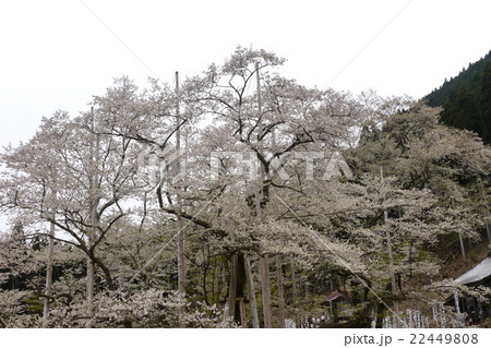 根尾谷淡墨桜 22449808