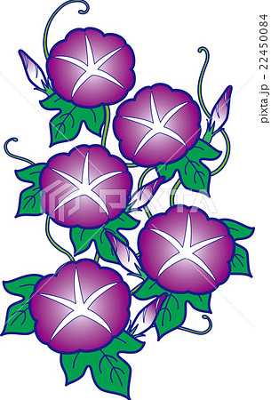 朝顔 夏の花 赤紫のイラスト素材