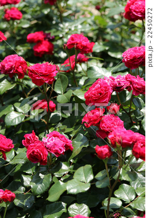 バラ／バニラパフューム 22450272