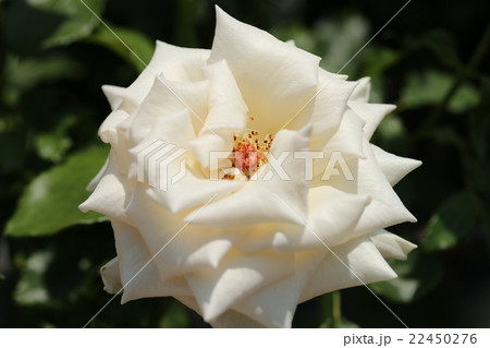 バラ／シャンパン 22450276