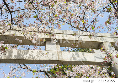 沼津市　日枝神社の鳥居と桜 22450355