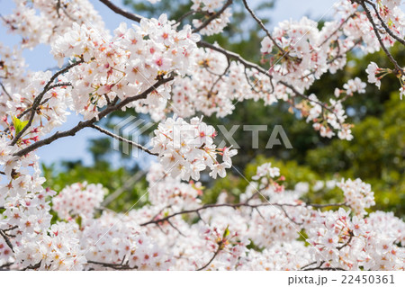 桜の花 桜の花 22450361