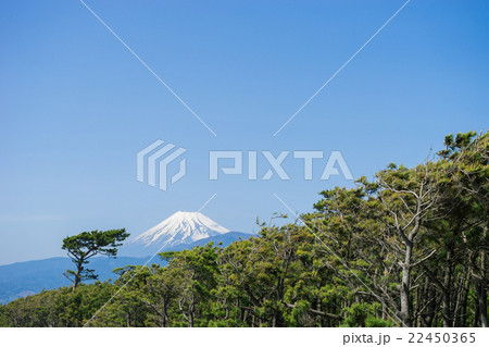 千本松原と富士山 22450365