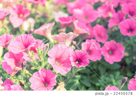 ペチュニアの花 22450378