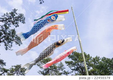 優雅に泳ぐ鯉幟 22450379