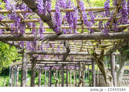 藤の花 22450384