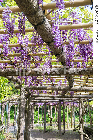 藤の花 22450386