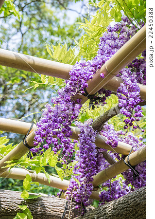 藤の花 22450388