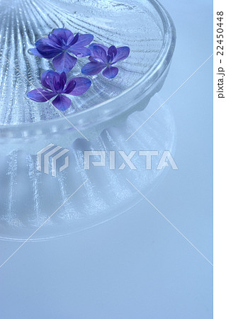 ガラスの器に浮かべた紫陽花の花  水色背景 22450448