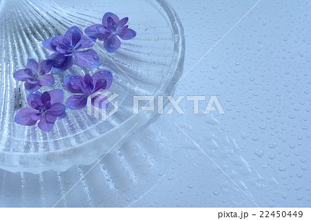 ガラスの器に浮かべた紫陽花の花 水色背景 ガラスの器に浮かべた紫陽花の花 水色背景 22450449