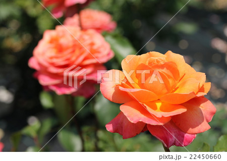 バラ／アルブレヒト・デュラーローズ 22450660