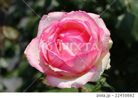 バラ／オーナー・ドゥ・バルザック 22450662