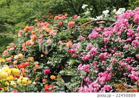 西山公園のバラ園 西山公園のバラ園 22450889