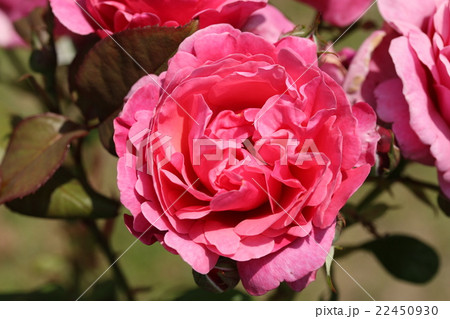 バラ／アライブ 22450930